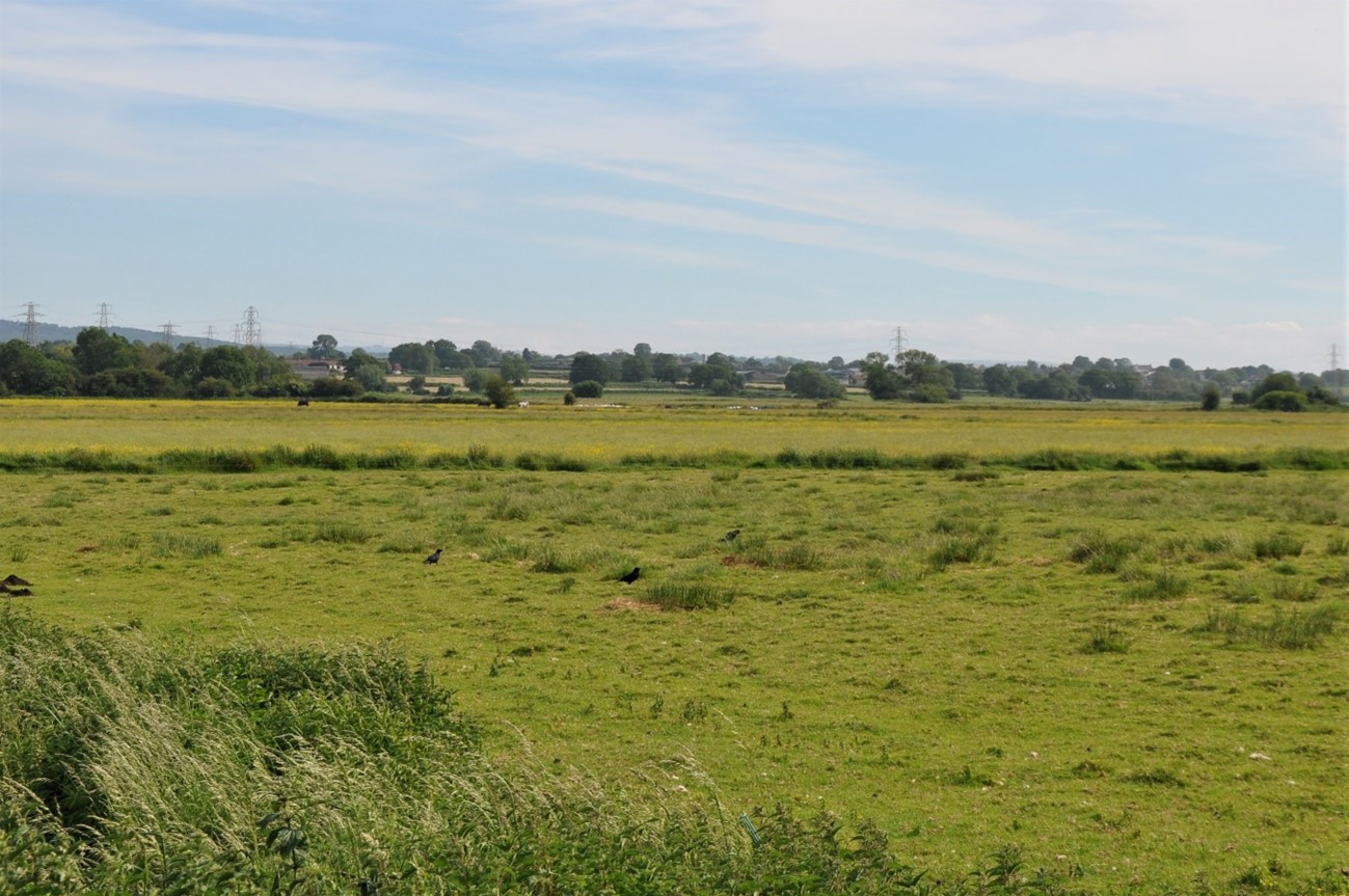 View across Tickenham Moor, the open pastoral landscape punctuated by hedgerow trees (LCA A3).