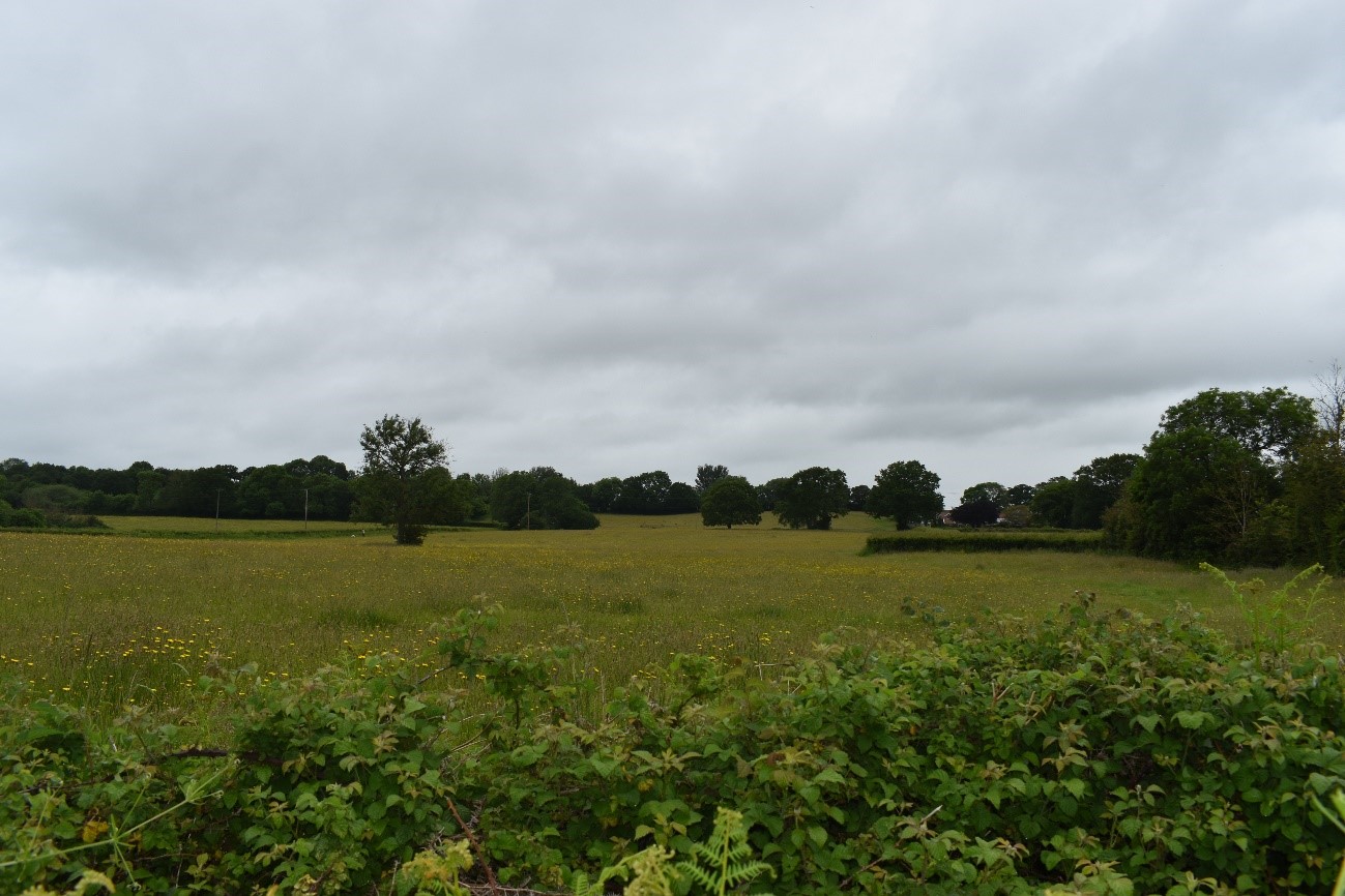Mature in-field trees contribute to the wooded character of the Farmed Coal Measures LCT.