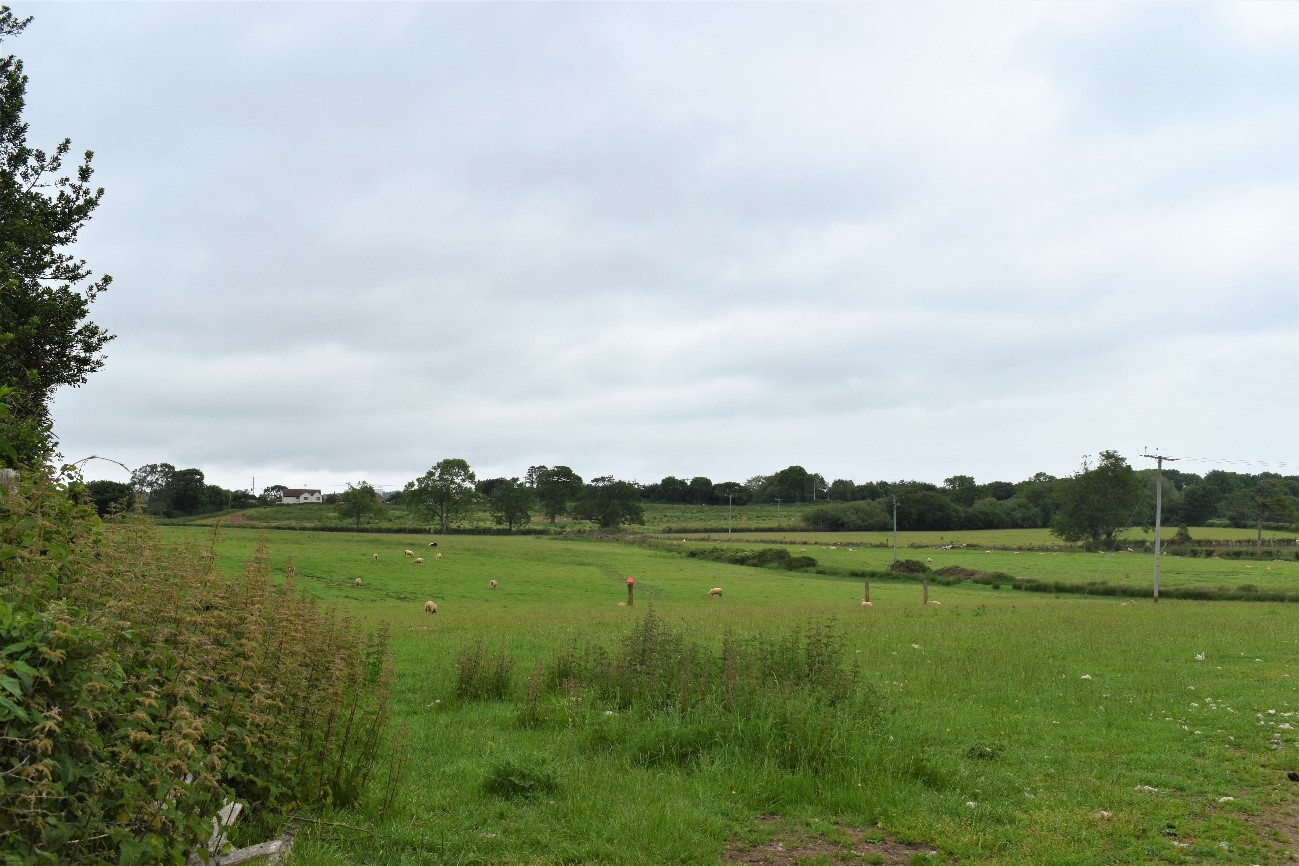 Pastoral fields to the south of Nailsea, with in-field and hedgerow trees.