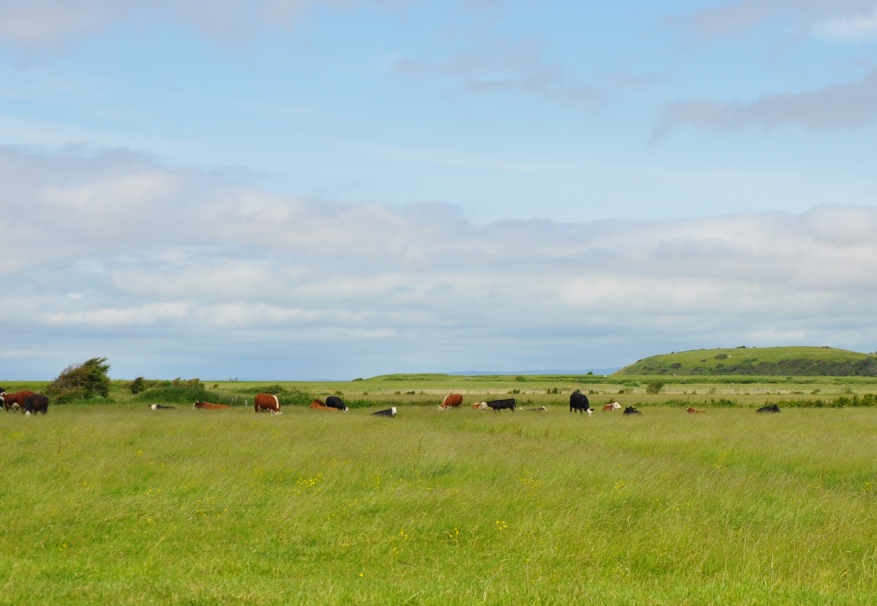 Cattle grazing the open, windswept coastal landscape in LCA A1.