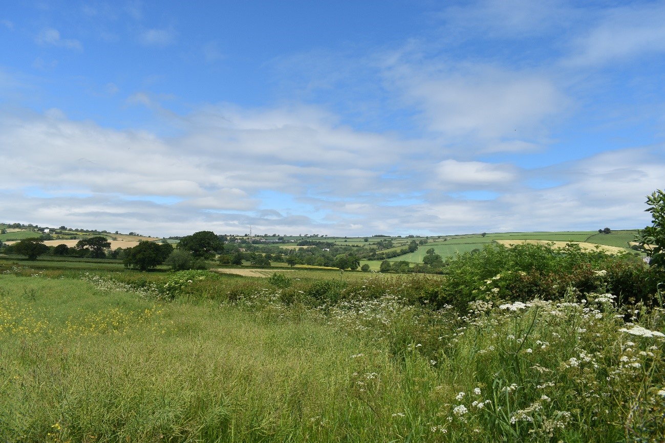 Views across the lower slopes of Dundry Hill showing the open pastoral landscape, interspersed with hedgerow trees.