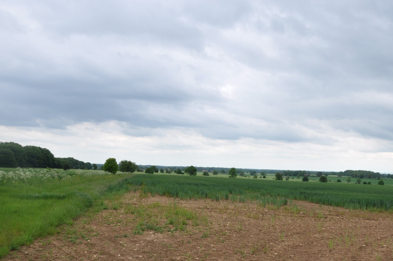 Open arable fields on the Badminton Plateau (LCA 1) with distinctive individual trees along field boundaries.
