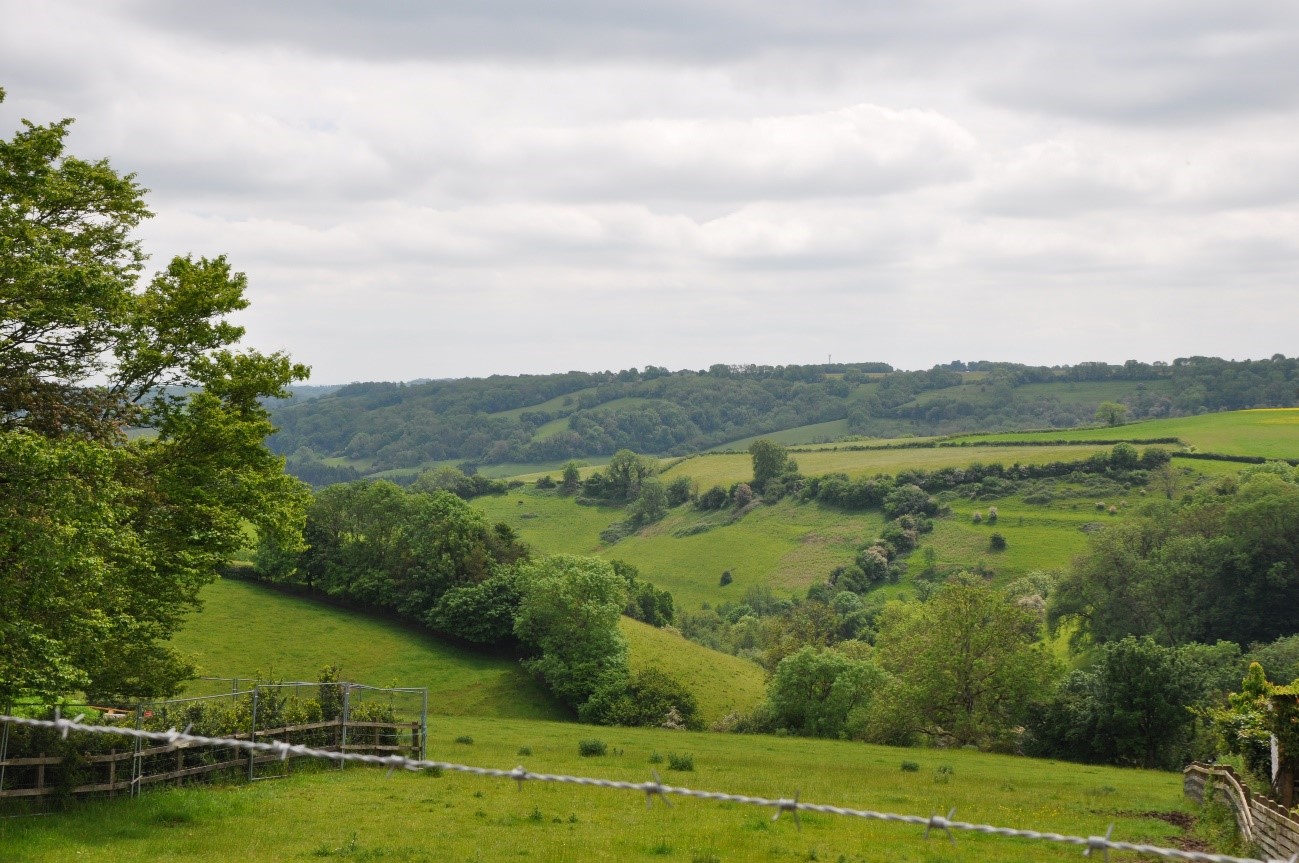 A wooded tributary stream valley of St Catherine’s Brook in LCA 3.