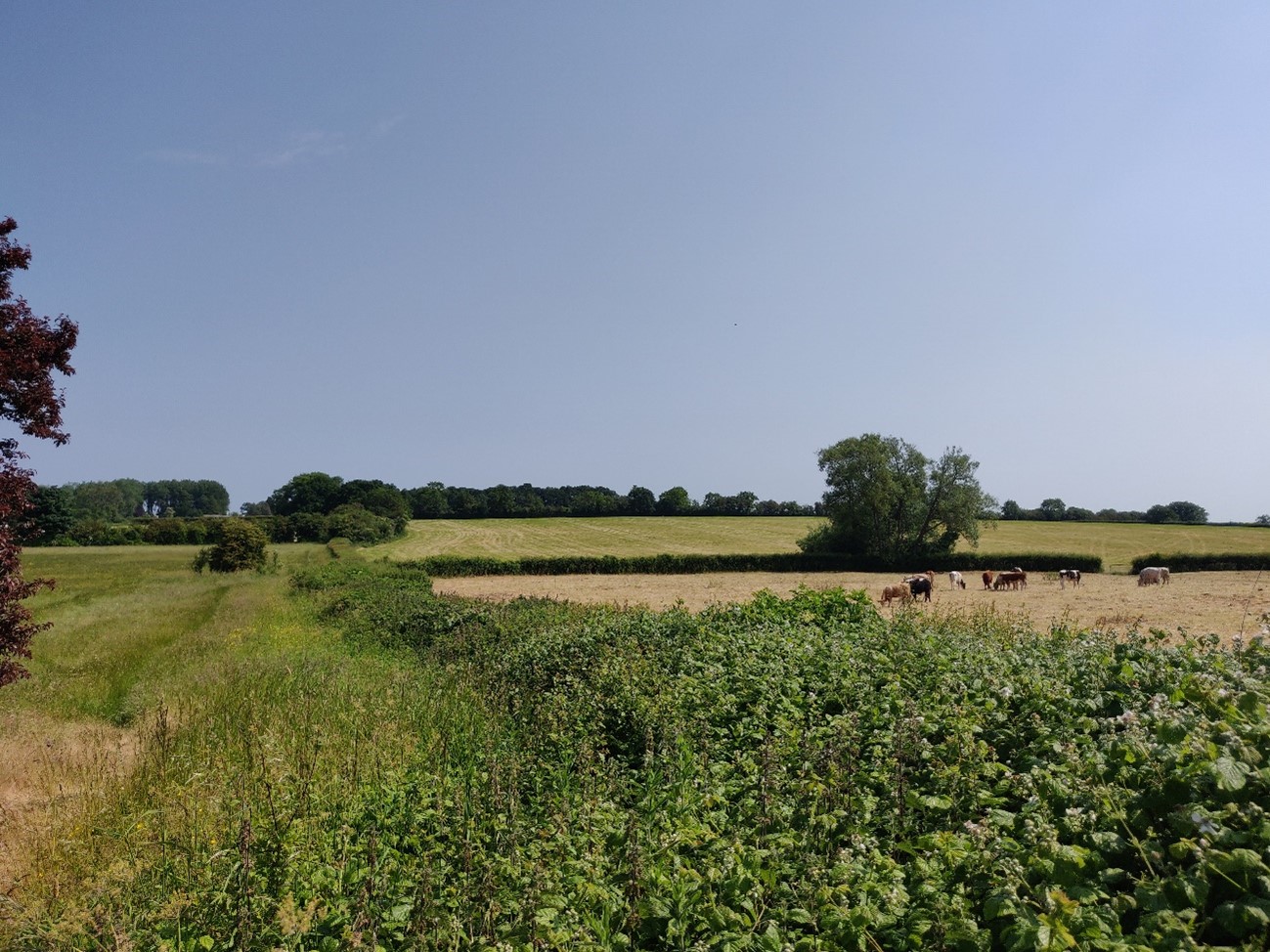 Pasture fields enclosed by hedgerows with occasional hedgerow trees, near Rudgeway (LCA 17).