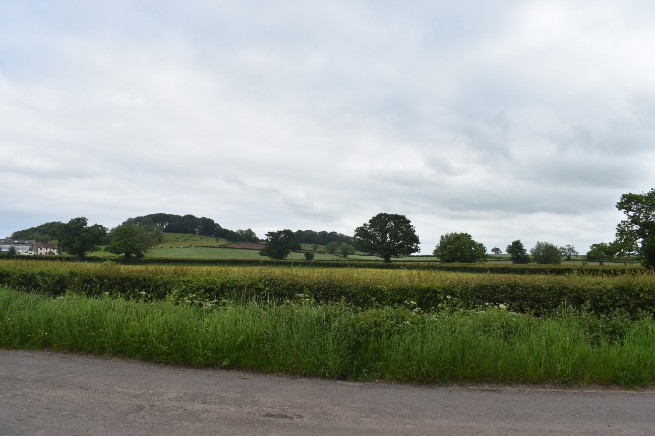 Mature hedgerow trees make an important contribution to canopy cover across the LCT.