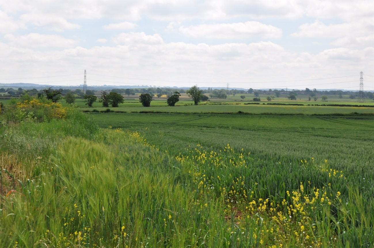 The Tytherington Plain (LCA 9) is an open agricultural landscape with field boundaries interspersed with regular hedgerow trees.