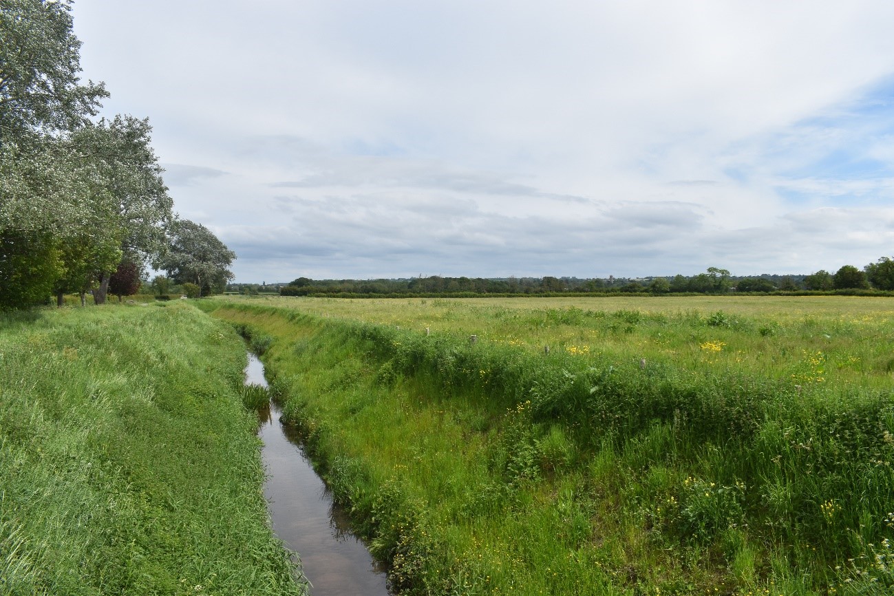 Open pastoral fields with ditches lined by willow trees are a distinctive feature of the LCT.